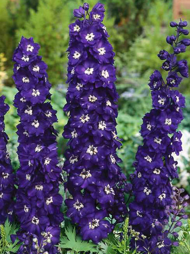 DELPHINIUM PACIFIC GIANTS KING ARTHUR SEEDS APPROX 30 FREE POSTAGE 