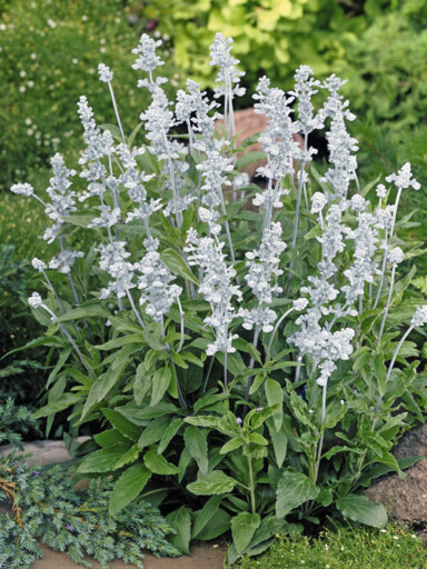 20 seeds Salvia virgata white variety 