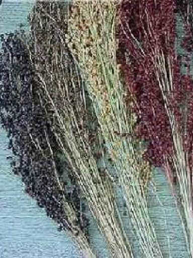 3520mg Broomcorn Seeds Rainbow Mix ~Beautiful Ornamental Plant Broom Sorghum