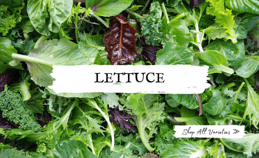 Shop Lettuce and Greens Seeds