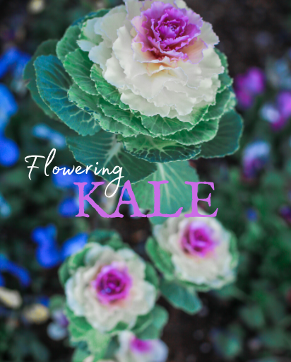 Shop Flowering Kale Seeds