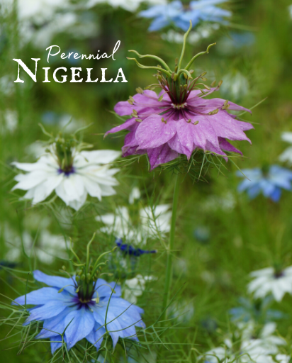 Shop Nigella Seeds