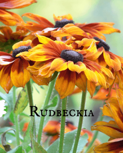 Shop Rudbeckia Seeds