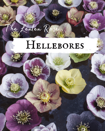 Shop Hellebore Seeds